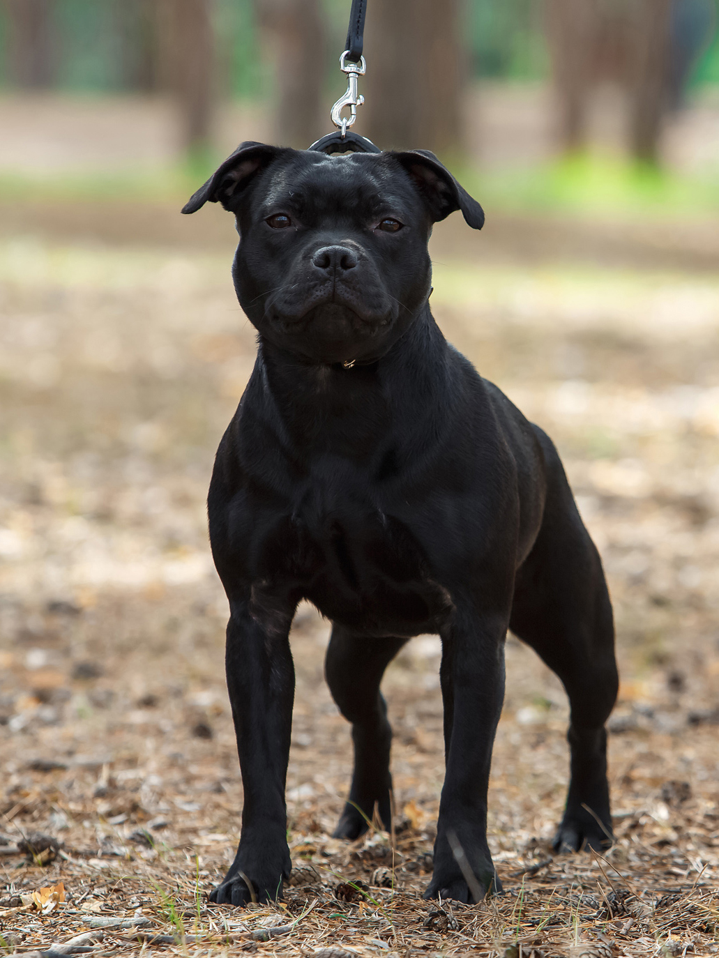 Hammerstaff Karisma For Attitude, 10 months old