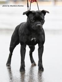 Cheernika Vespers At Attitude