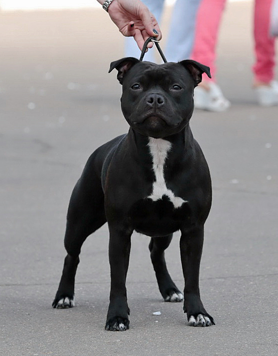staffordshire ullterrier world winner 2016