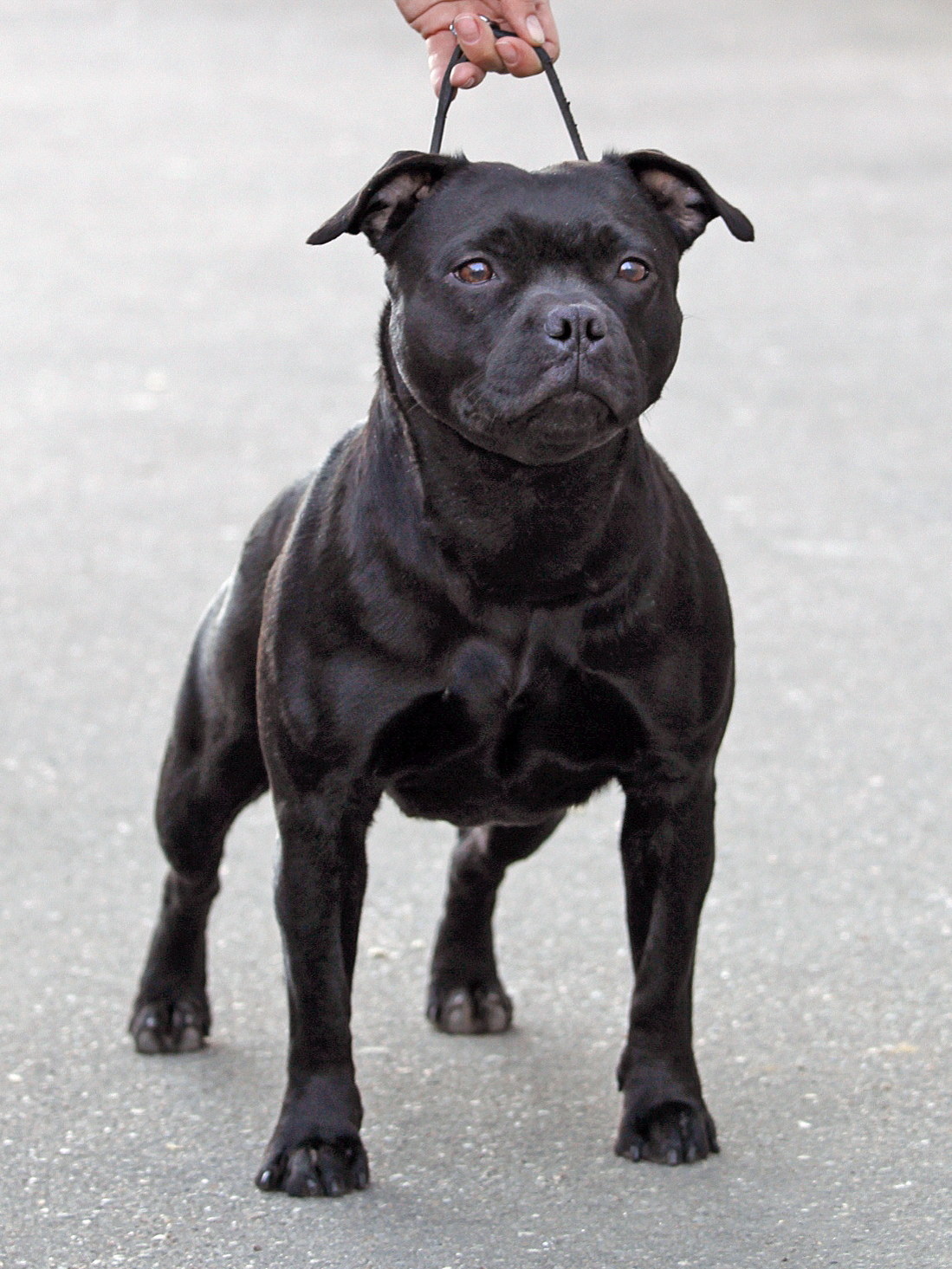 Ch Hammerstaff Karisma For Attitude (imp Ro)