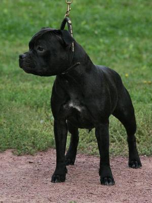 Ch Heiter Krieger Twedledee