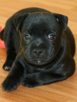 stafford pup stafford pup