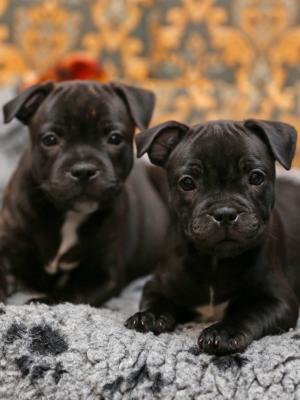 stafford pups littermates littermates staffords