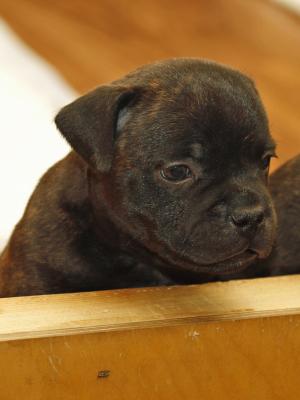Attitude Grand Cru 1 month old