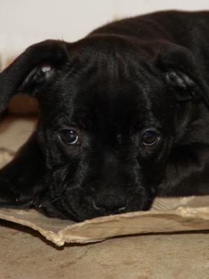 staffordshire bullterrier pup staffordshire bullterrier pup