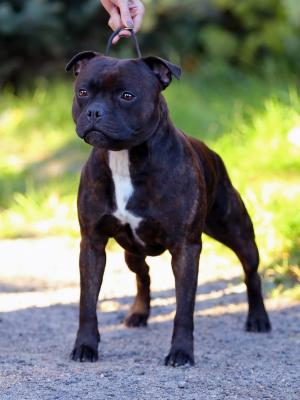 Zakstaff Mister Ripley