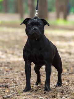 Hammerstaff Karisma For Attitude, 10 months old