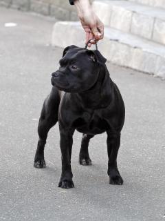 Hammerstaff Karisma For Attitude, 2,5 years old